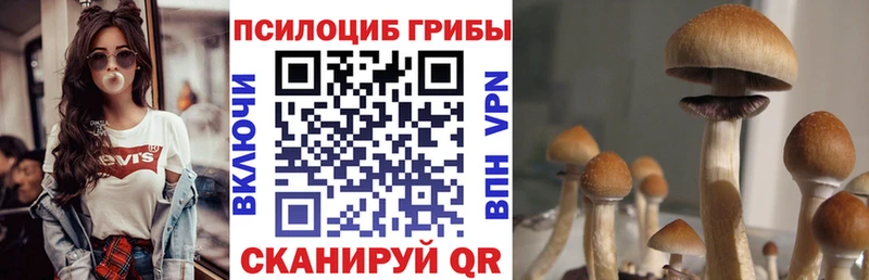 Галлюциногенные грибы Psilocybe  Купить закладки  Александровск 